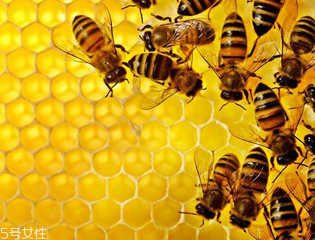 vitamin world天然蜂膠膠囊怎么樣？