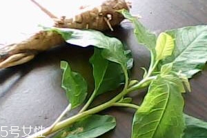 草參泡水喝起什么功效 草參泡水喝起什么功效