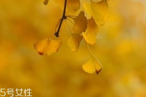 銀杏膠囊主要治什么??？