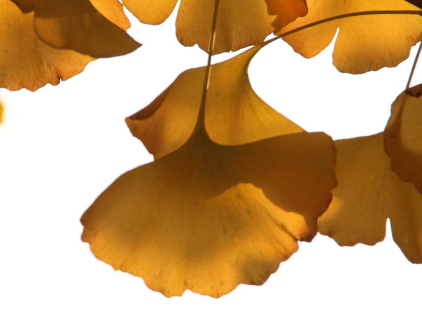 銀杏膠囊主要治什么??？