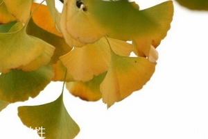 銀杏膠囊多少錢一盒？25元左右