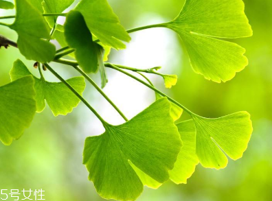 銀杏膠囊多少錢一盒？25元左右