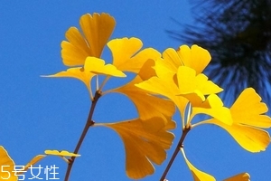 銀杏膠囊可以長(zhǎng)期吃嗎？可以長(zhǎng)期吃