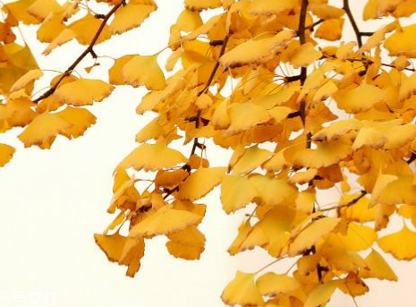 銀杏膠囊可以長期吃嗎？可以長期吃