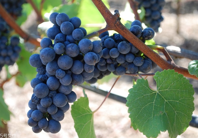 起泡酒和香檳的區(qū)別 氣泡酒和香檳的區(qū)別 起泡酒和香檳的區(qū)別 氣泡酒和香檳的區(qū)別