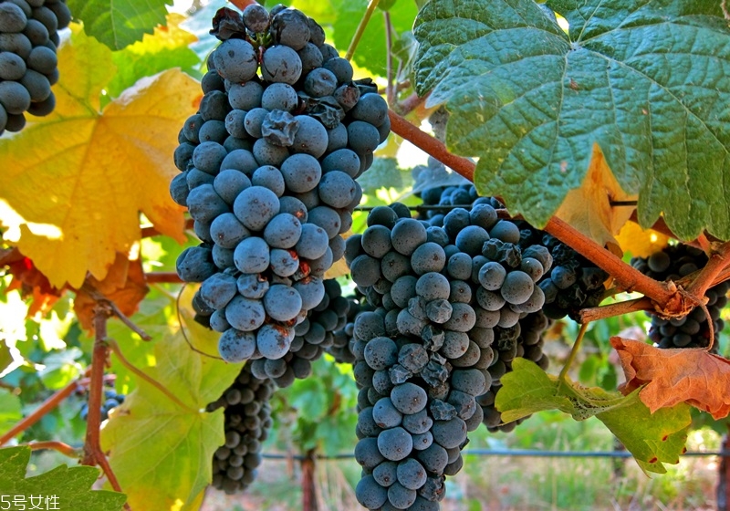 起泡酒和香檳的區(qū)別 氣泡酒和香檳的區(qū)別 起泡酒和香檳的區(qū)別 氣泡酒和香檳的區(qū)別