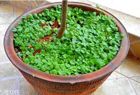 金錢草不能和什么一起吃 相克食物 金錢草不能和什么一起吃 相克食物