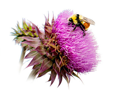 諾奧奶薊提取物膠囊怎么樣？效果還不錯(cuò)