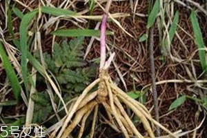 龍膽草可以泡酒嗎 泡酒功效