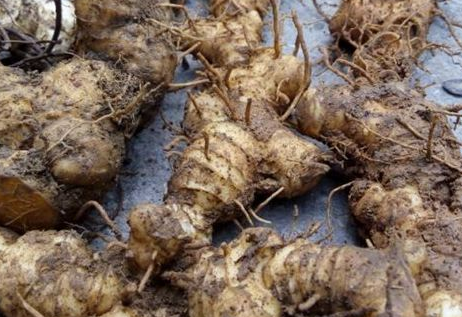 黃精能與茯苓泡水喝嗎 食譜大全 黃精能與茯苓泡水喝嗎 食譜大全