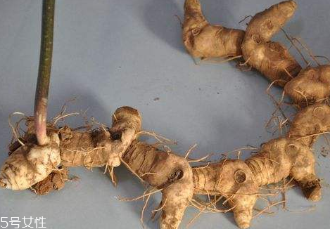 黃精和黃芪能一起泡水喝嗎 沒有中藥配伍禁忌 黃精和黃芪能一起泡水喝嗎 沒有中藥配伍禁忌