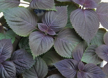 紫蘇可以生吃嗎 可以直接吃 紫蘇可以生吃嗎 可以直接吃