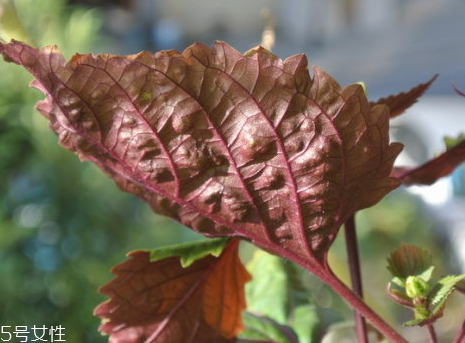 紫蘇不能和什么一起吃 相克食物 紫蘇不能和什么一起吃 相克食物