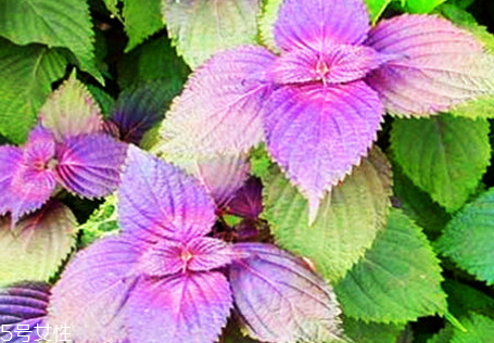 紫蘇可以泡水喝嗎 可以制成清涼紫蘇飲 紫蘇可以泡水喝嗎 可以制成清涼紫蘇飲