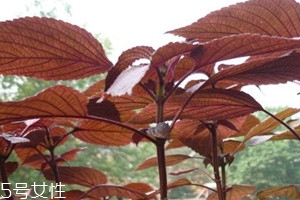 紫蘇不能和什么一起吃 相克食物 紫蘇不能和什么一起吃 相克食物