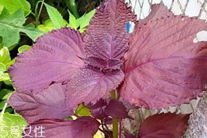 紫蘇可以泡水喝嗎 可以制成清涼紫蘇飲 紫蘇可以泡水喝嗎 可以制成清涼紫蘇飲