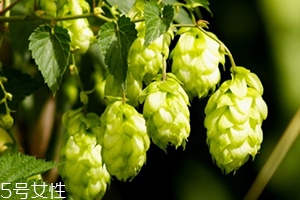 啤酒花是什么？啤酒花功效與作用