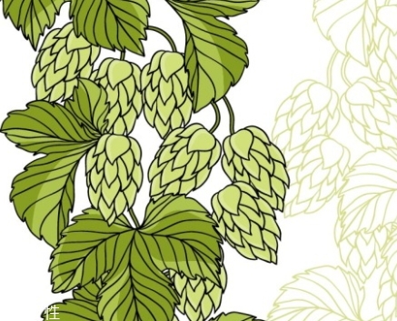 啤酒花是什么？啤酒花功效與作用