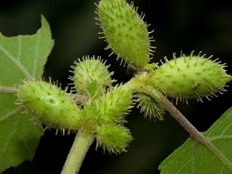 蒼耳子多少錢一斤 價格在6-8元之間