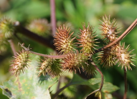 蒼耳子多少錢一斤 價格在6-8元之間