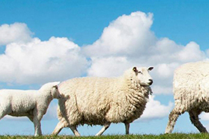 綿羊油和馬油哪個(gè)好？