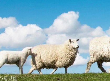 綿羊油和貂油哪個(gè)好？