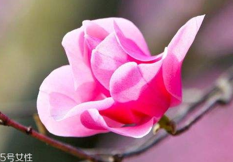 辛夷花可以泡水喝嗎 長(zhǎng)期泡水喝無(wú)副作用