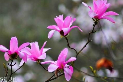 辛夷花可以泡水喝嗎 長(zhǎng)期泡水喝無(wú)副作用