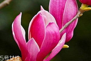 辛夷花可以泡水喝嗎 長(zhǎng)期泡水喝無(wú)副作用