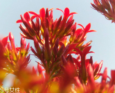 new chapter紅景天精華功效 new chapter紅景天精華功效