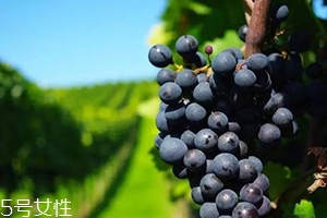 白藜蘆醇哪些人不能吃？過量有毒性