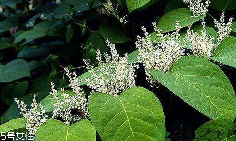 白藜蘆醇哪些人不能吃？過量有毒性