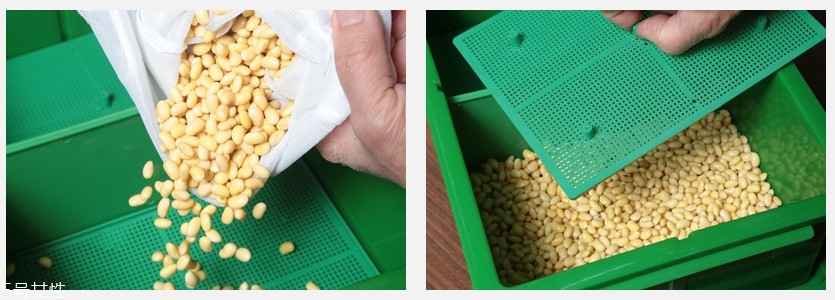 黃豆芽怎么發(fā)最快又好 自發(fā)黃豆芽的方法 黃豆芽怎么發(fā)最快又好 自發(fā)黃豆芽的方法