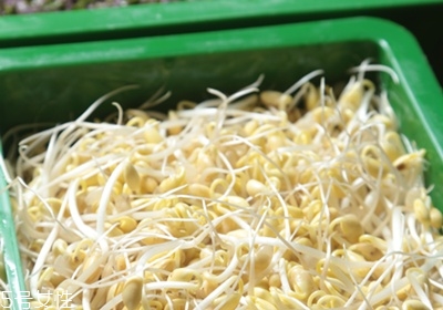 黃豆芽怎么發(fā)最快又好 自發(fā)黃豆芽的方法 黃豆芽怎么發(fā)最快又好 自發(fā)黃豆芽的方法