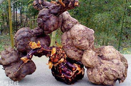 何首烏為什么長得像人 天然形成或人工栽培 何首烏為什么長得像人 天然形成或人工栽培