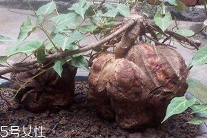 何首烏為什么長得像人 天然形成或人工栽培 何首烏為什么長得像人 天然形成或人工栽培