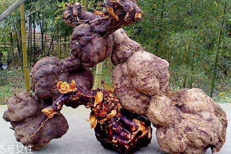 何首烏少錢(qián)一斤 挑選技巧