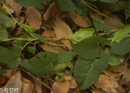 何首烏少錢(qián)一斤 挑選技巧