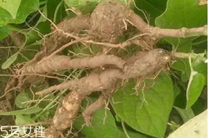 何首烏少錢(qián)一斤 挑選技巧