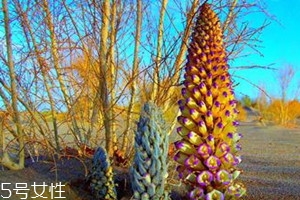 鎖陽不能和什么一起吃 搭配宜忌 鎖陽不能和什么一起吃 搭配宜忌