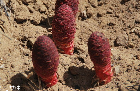 鎖陽什么時候挖最好 鎖陽什么時候挖最好