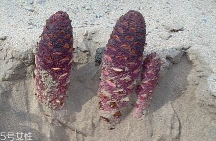 鎖陽什么時候挖最好 鎖陽什么時候挖最好