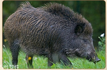 發(fā)量少用什么梳子好？五種梳子塑造豐盈秀發(fā)