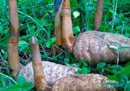 烏天麻多少錢一斤 價格相對比較高