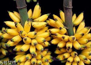 仙人蕉多少錢一斤？