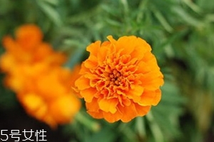 葉黃素多少錢一瓶？