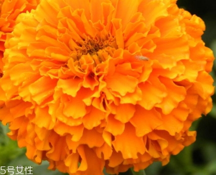 葉黃素多少錢一瓶？