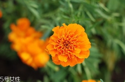 葉黃素和魚(yú)肝油哪個(gè)對(duì)眼睛好？