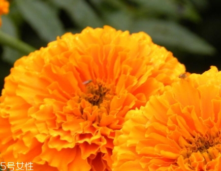 葉黃素和藍(lán)莓素哪個(gè)好？更推薦葉黃素