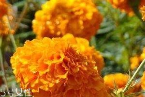 葉黃素可以保護眼睛嗎？有這個作用